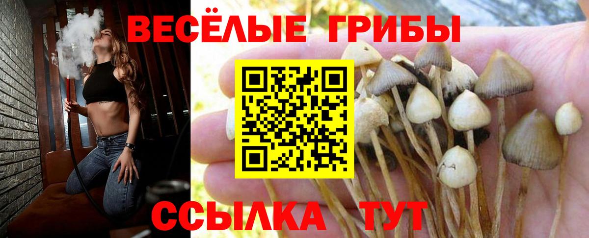 купить   Вход с VPN  Красный Сулин  Галлюциногенные грибы GOLDEN TEACHER 